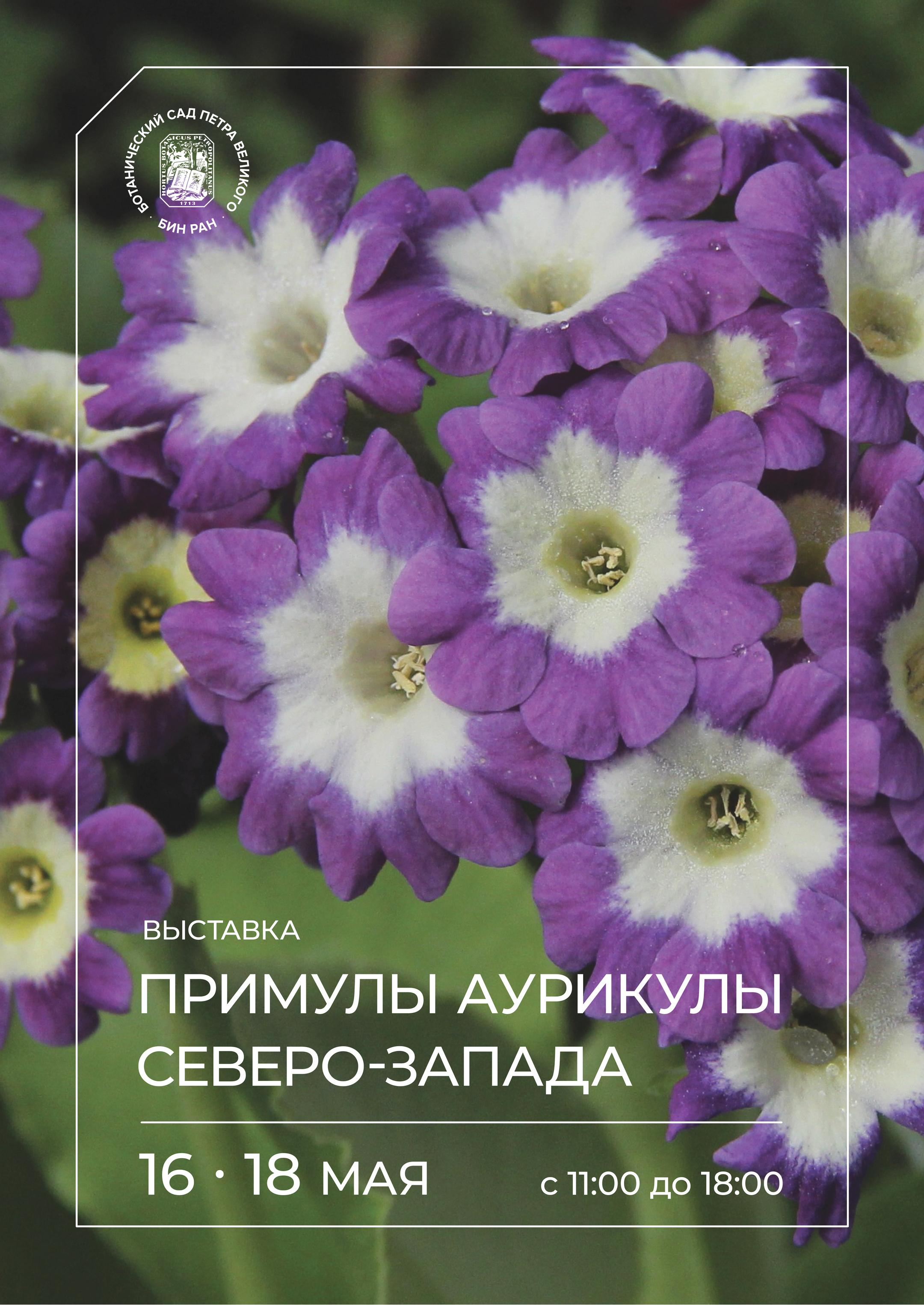 Примулы-аурикулы Саверо-запада 2025