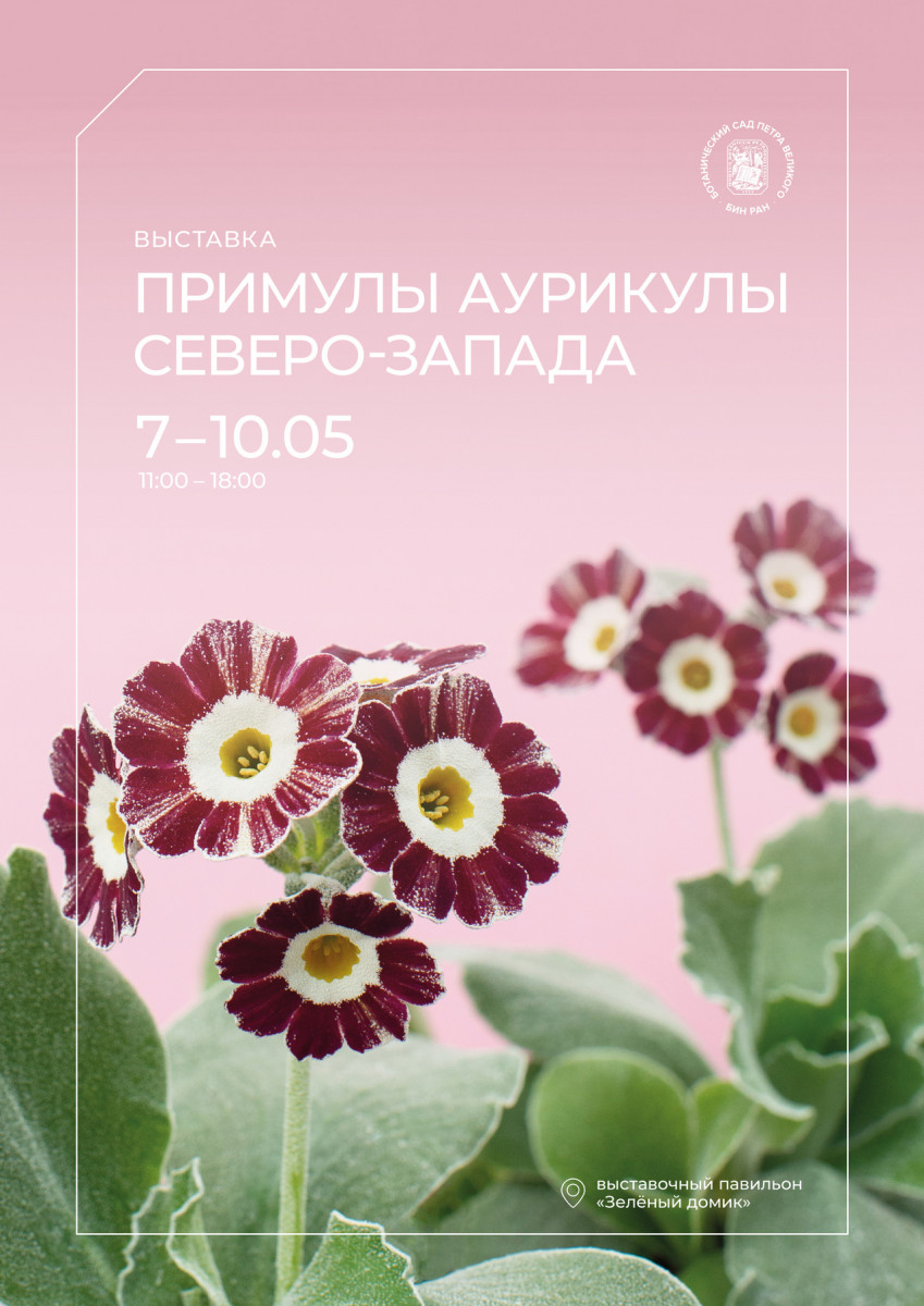 Примулы-аурикулы Северо–Запада 2026