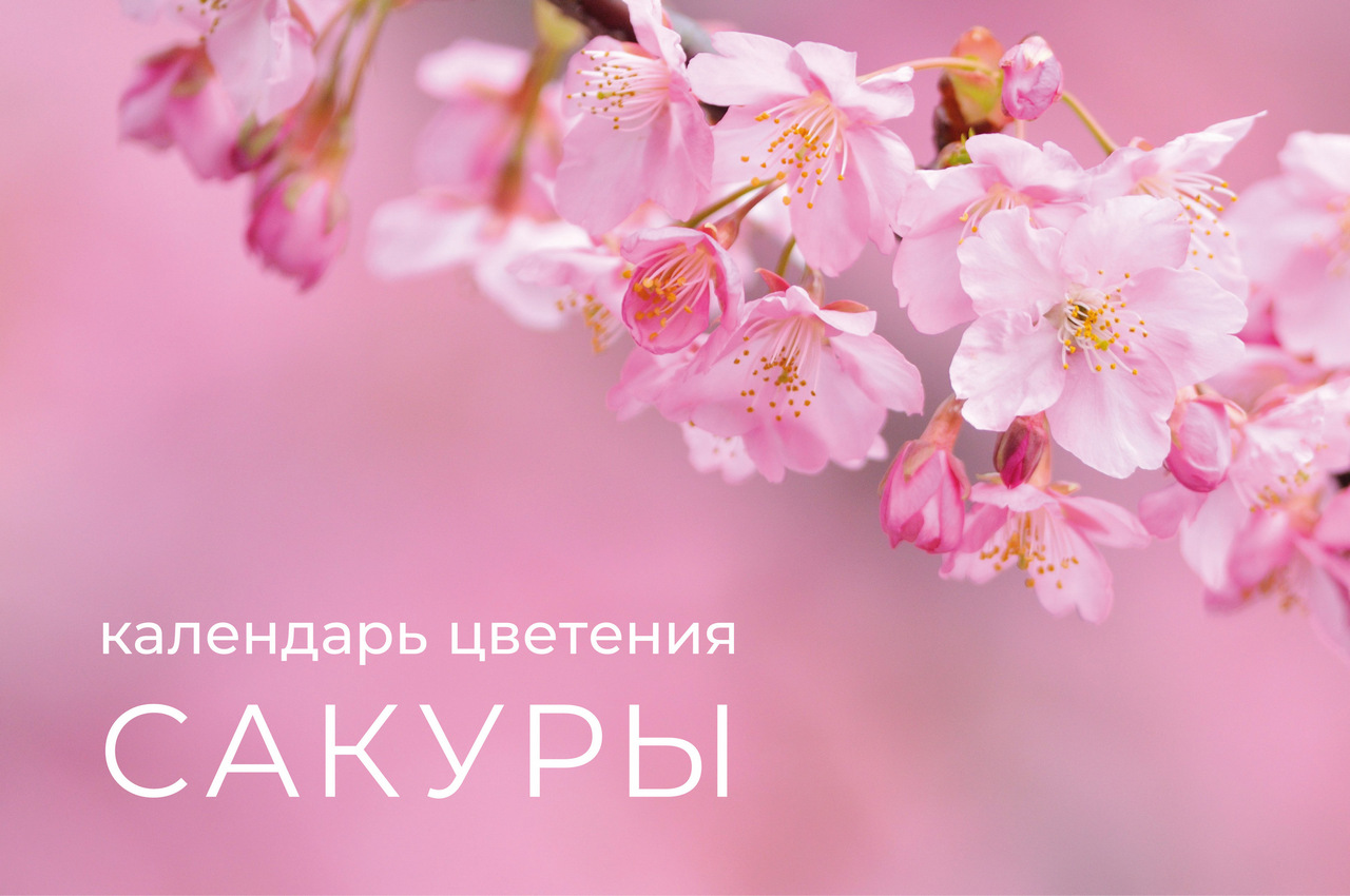 Календарь цветения сакуры 2026
